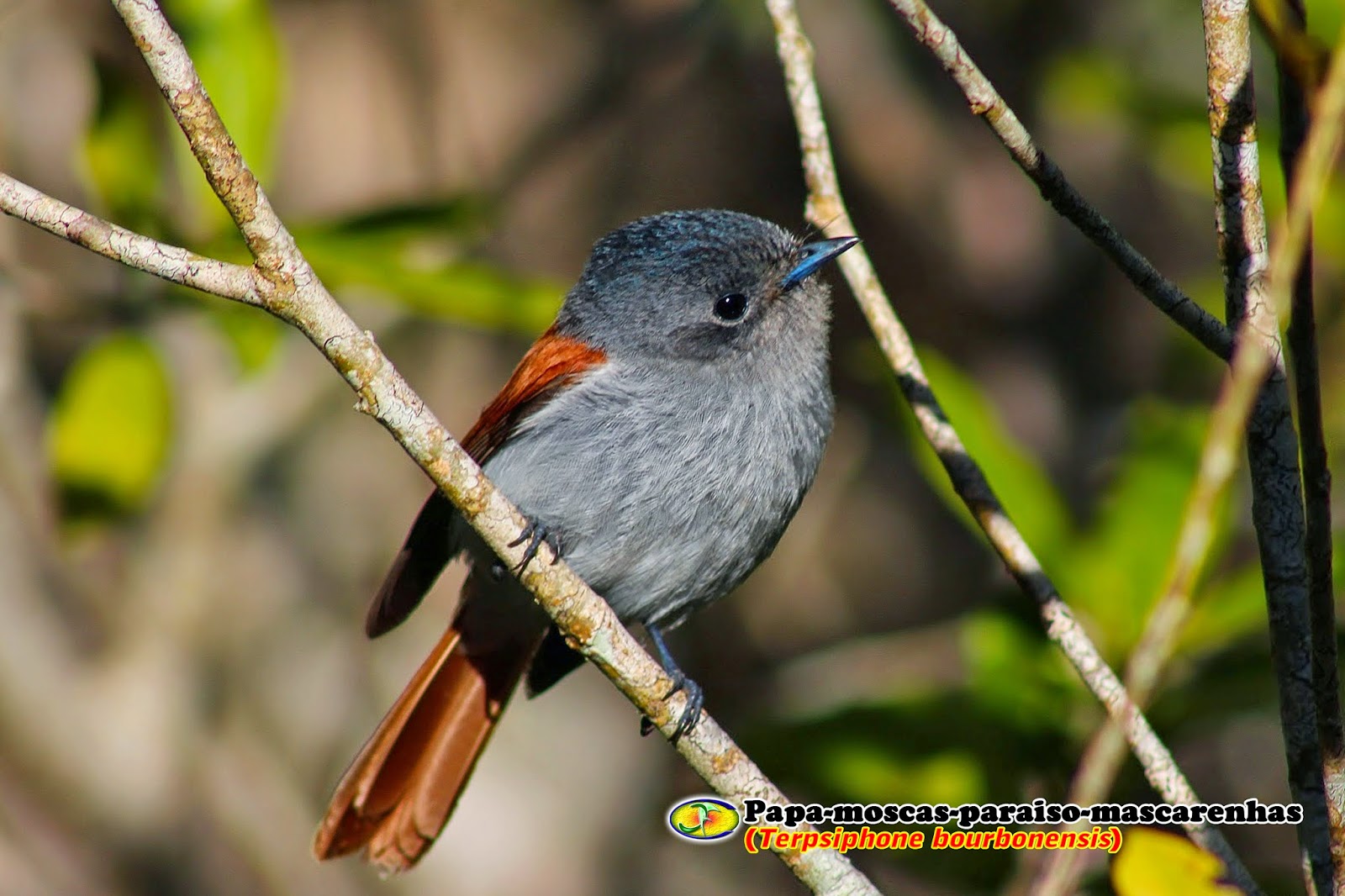Zoologia Papamoscasparaísomascarenhas (Terpsiphone bourbonensis)